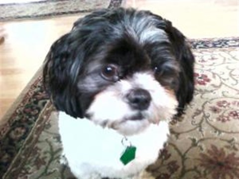 animal-control-dog_0.jpg